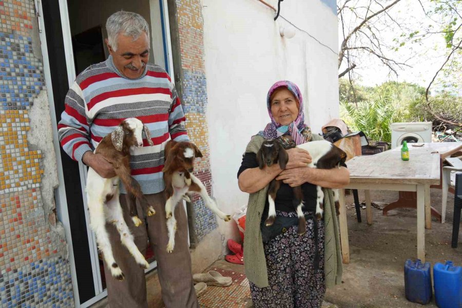 Keçileriyle Ömür Geçirdiler, Şikayetle Yıkıldılar: "uykularımız Kaçtı"