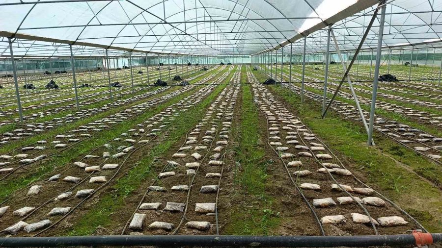 Antalyalı Ziraat Mühendisi Serada Kuzugöbeği Mantarı Üretimine Başladı