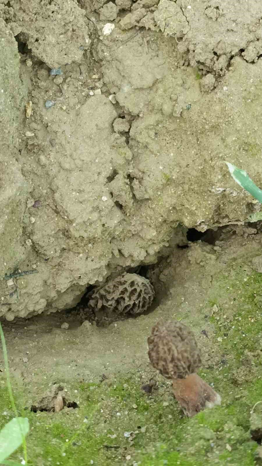 Antalyalı Ziraat Mühendisi Serada Kuzugöbeği Mantarı Üretimine Başladı