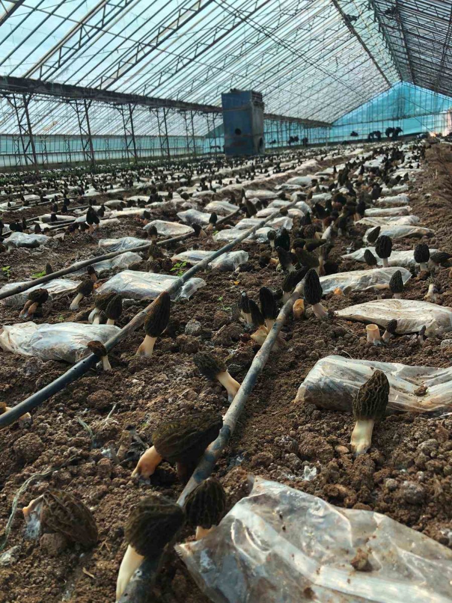 Antalyalı Ziraat Mühendisi Serada Kuzugöbeği Mantarı Üretimine Başladı