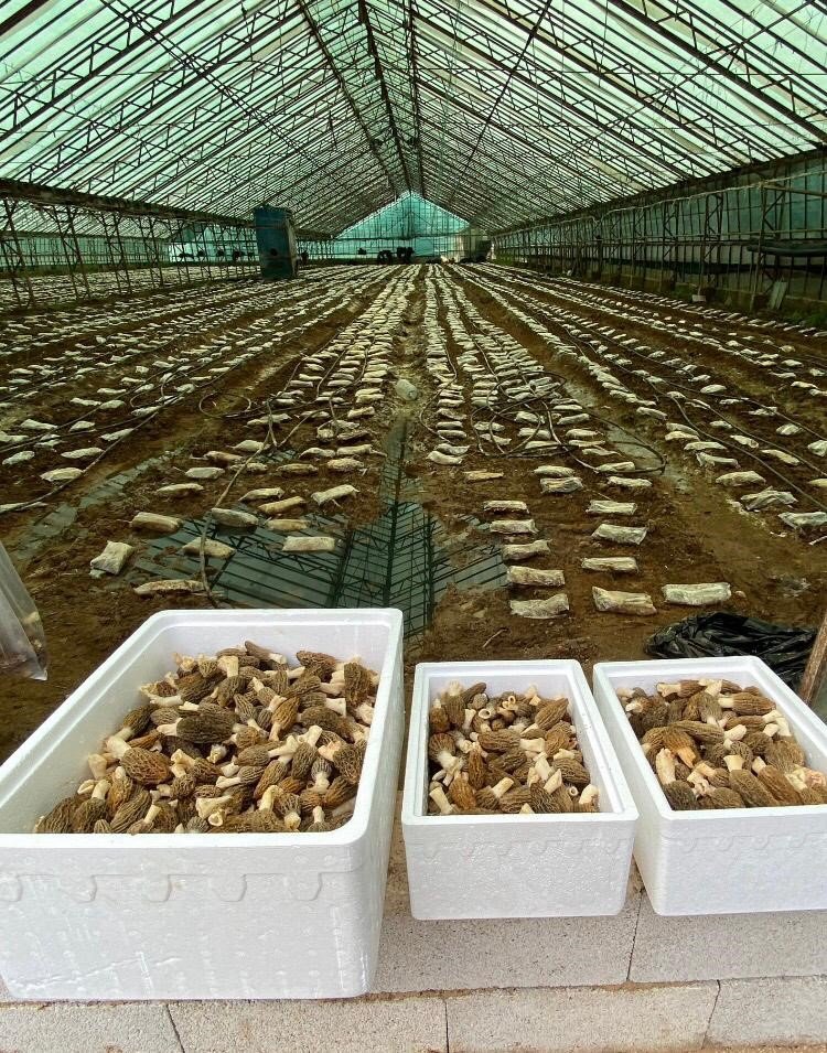 Antalyalı Ziraat Mühendisi Serada Kuzugöbeği Mantarı Üretimine Başladı