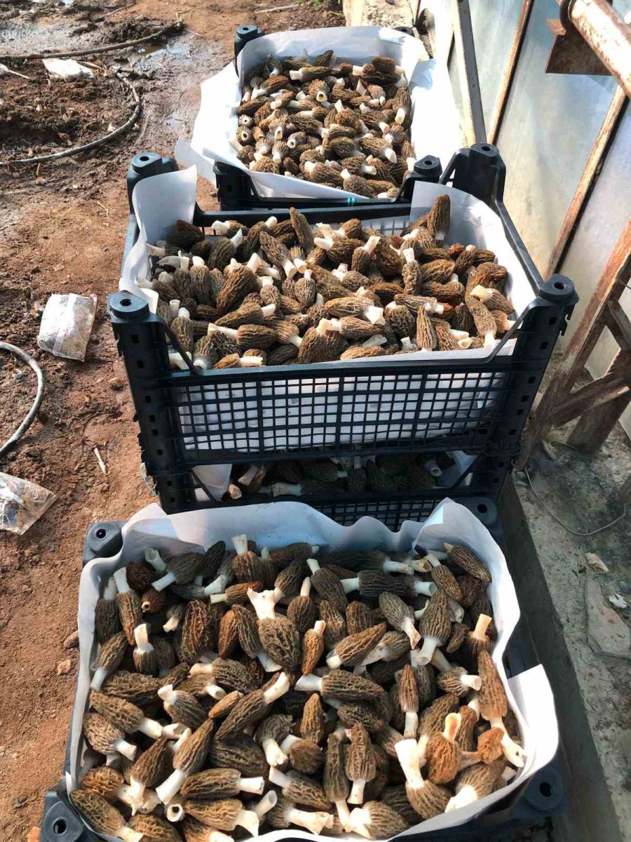 Antalyalı Ziraat Mühendisi Serada Kuzugöbeği Mantarı Üretimine Başladı