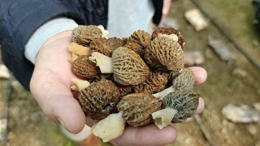 Antalyalı Ziraat Mühendisi Serada Kuzugöbeği Mantarı Üretimine Başladı