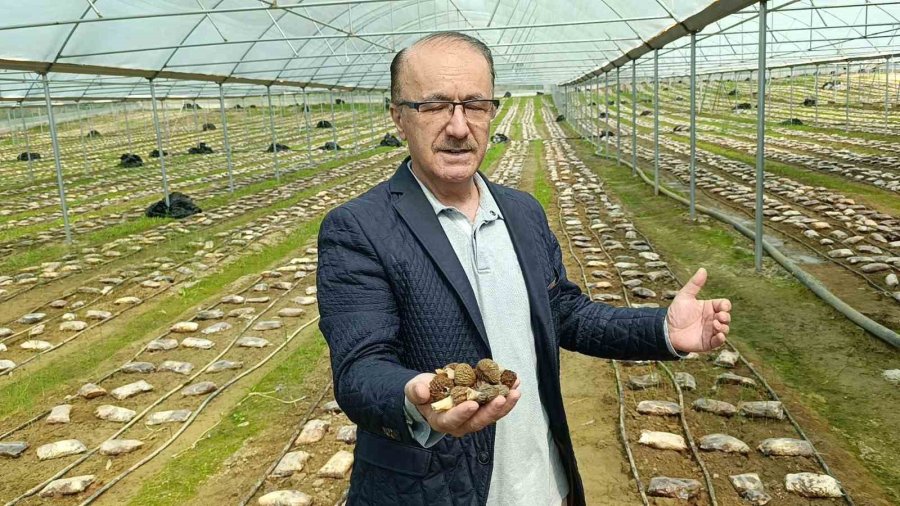 Antalyalı Ziraat Mühendisi Serada Kuzugöbeği Mantarı Üretimine Başladı