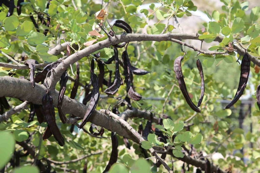 Altso Başkanı Erdem: "alanya Keçiboynuzunu Uluslararası Alanda Tanıtmak Adına Çalışmalarımıza Kararlılıkla Devam Edeceğiz"