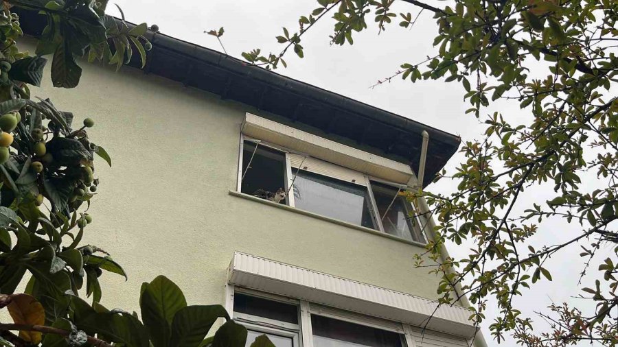 Pencereden Bakan Ev Kedisi İtfaiyeyi Alarma Geçirdi