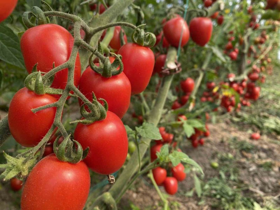 Atb Mart Ayı Hal Endeksini Açıkladı