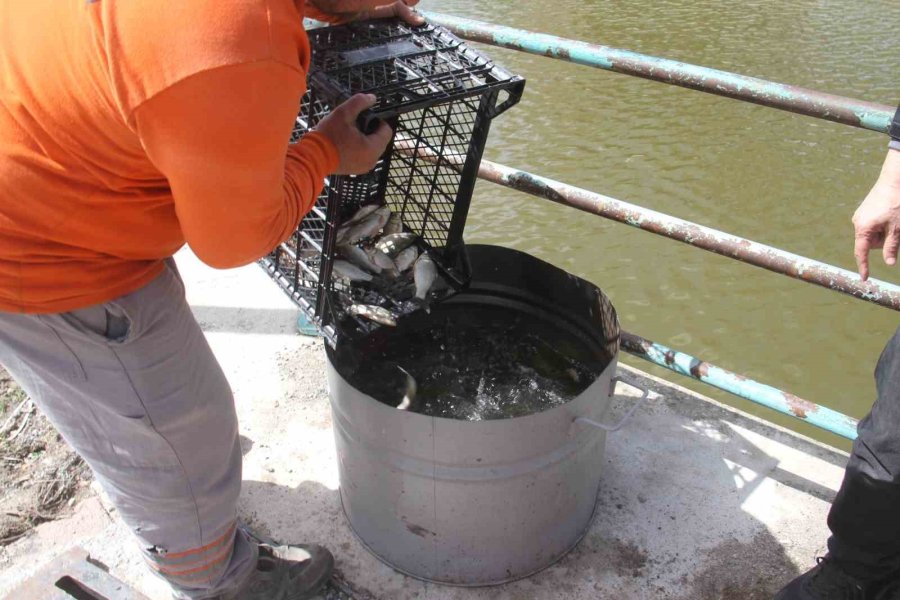 Konya’nın ’denizinde’ Balıkları Kurtarmak İçin Zamanla Yarış