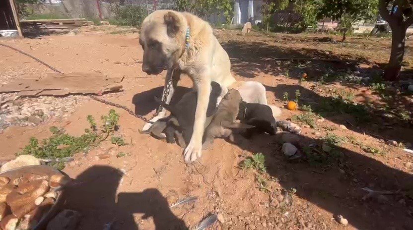 Dövüş Köpeği Üretip Yavruların Kulaklarını Kesen İşletmeye 323 Bin Tl Ceza