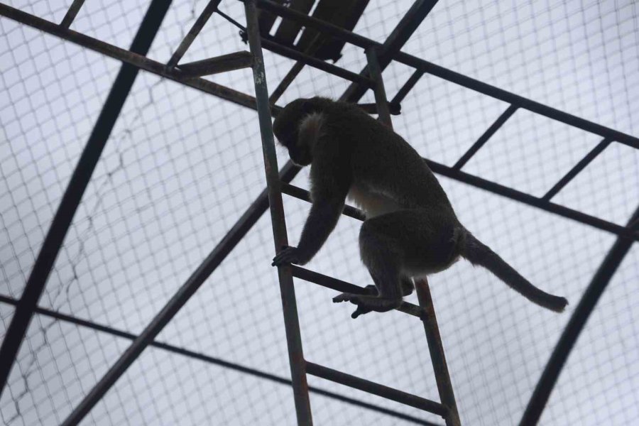 Denizli’de Yakalanan Maymun Konya’da Hayvanat Bahçesine Teslim Edildi