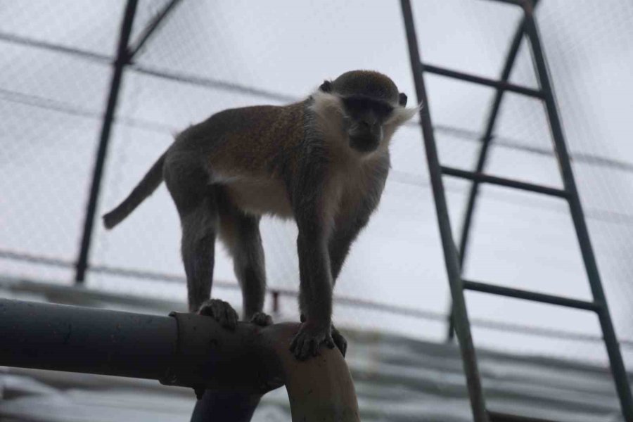 Denizli’de Yakalanan Maymun Konya’da Hayvanat Bahçesine Teslim Edildi