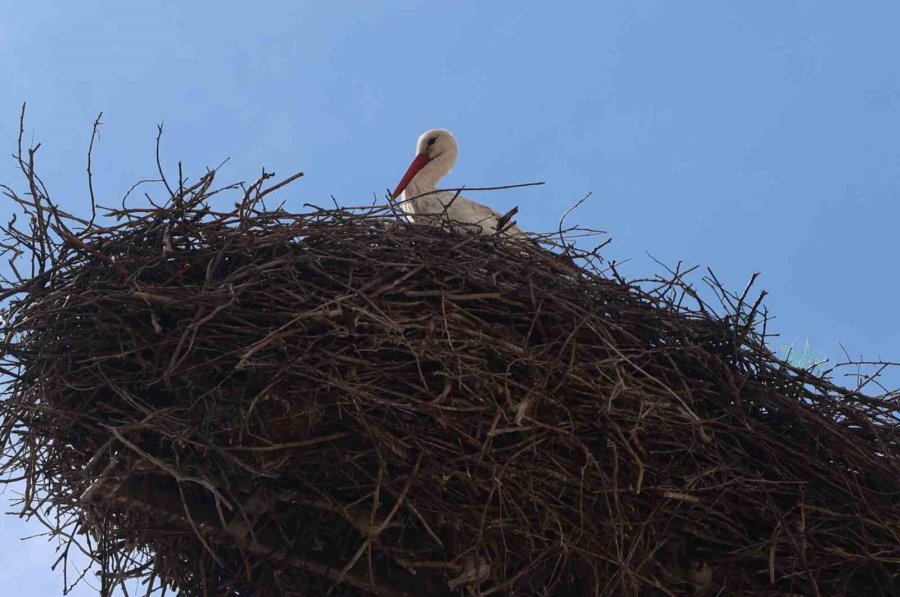 Konya’nın Leylekleri Direkteki Yuvalarına Geldi