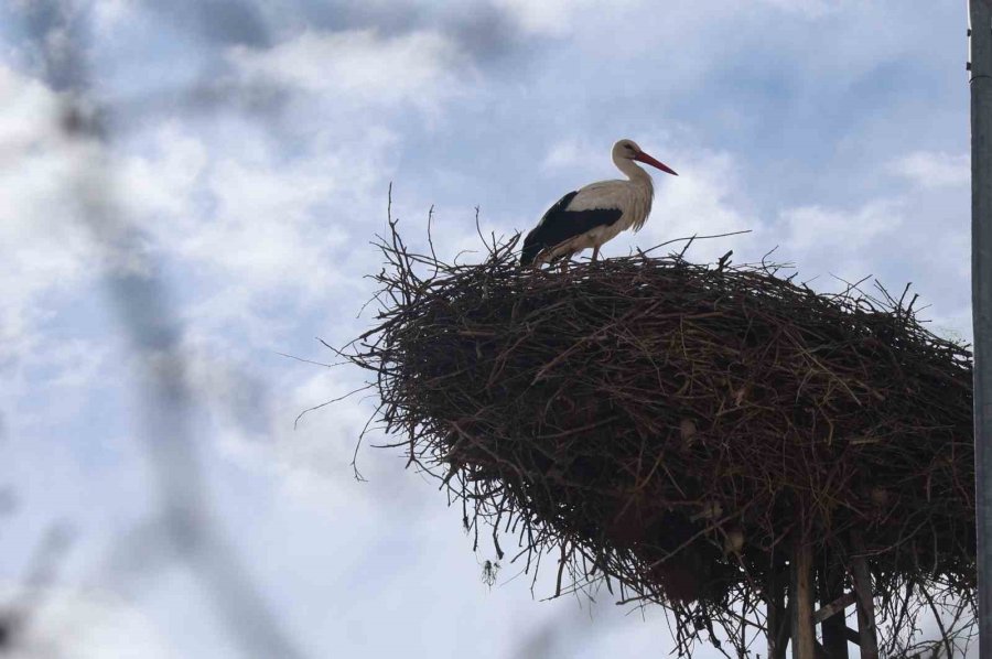 Konya’nın Leylekleri Direkteki Yuvalarına Geldi