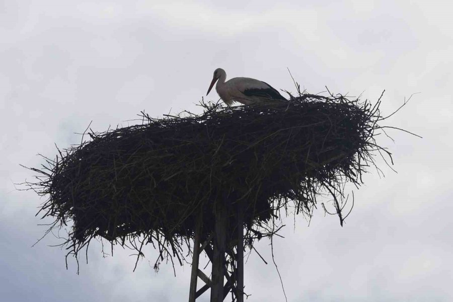 Konya’nın Leylekleri Direkteki Yuvalarına Geldi