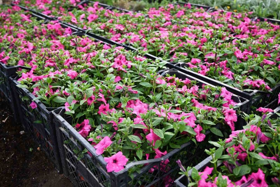 Kemer Yaz Sezonuna Hazırlanıyor, İlçe Petunyalarla Süsleniyor