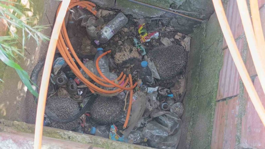 İtfaiyeden Rögarda Üç Kirpi, Bacada Serçe Mesaisi