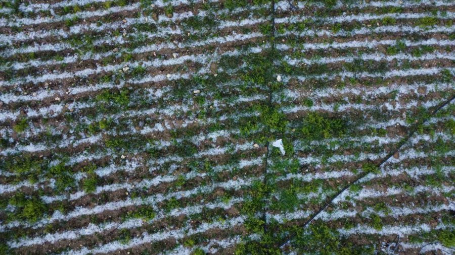 Mersin’de Misket Büyüklüğünde Dolu Etkili Oldu: Orman Ve Bahçeler Beyaza Büründü