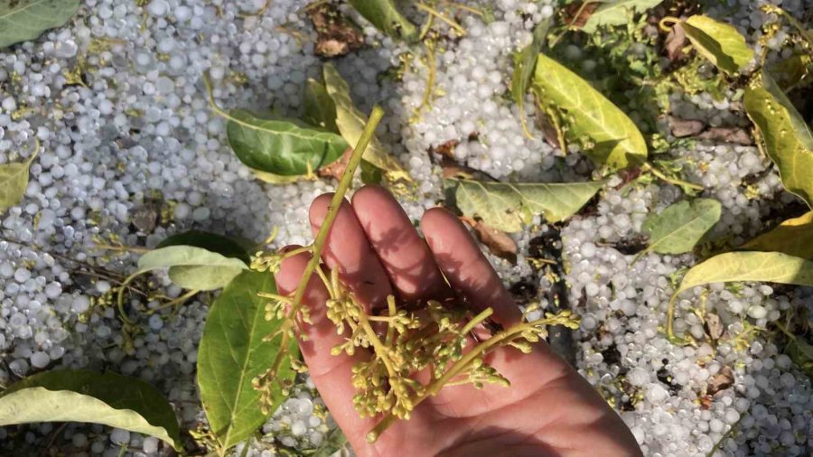 Mersin’de Misket Büyüklüğünde Dolu Etkili Oldu: Orman Ve Bahçeler Beyaza Büründü