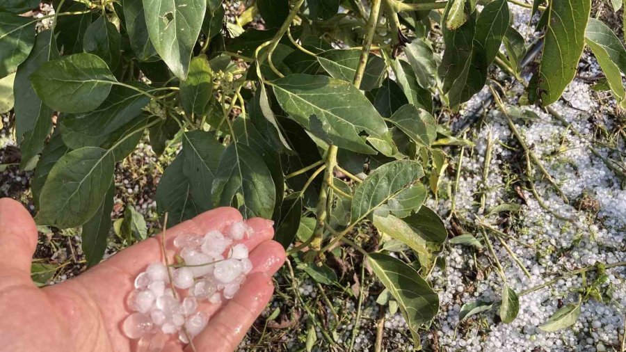 Mersin’de Misket Büyüklüğünde Dolu Etkili Oldu: Orman Ve Bahçeler Beyaza Büründü
