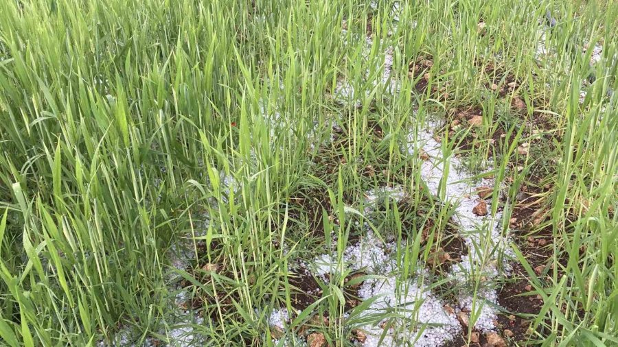 Mersin’de Misket Büyüklüğünde Dolu Etkili Oldu: Orman Ve Bahçeler Beyaza Büründü