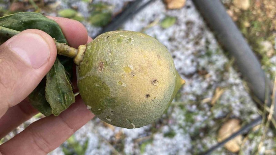 Mersin’de Misket Büyüklüğünde Dolu Etkili Oldu: Orman Ve Bahçeler Beyaza Büründü