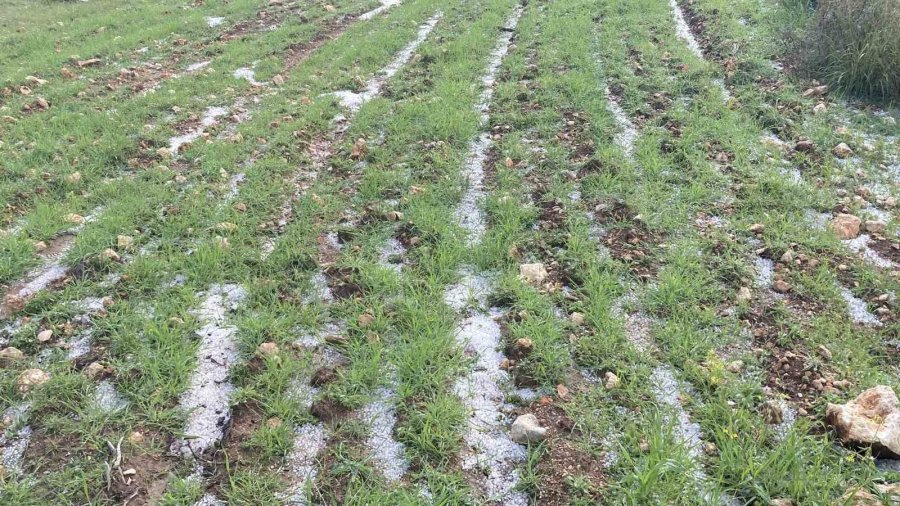 Mersin’de Misket Büyüklüğünde Dolu Etkili Oldu: Orman Ve Bahçeler Beyaza Büründü