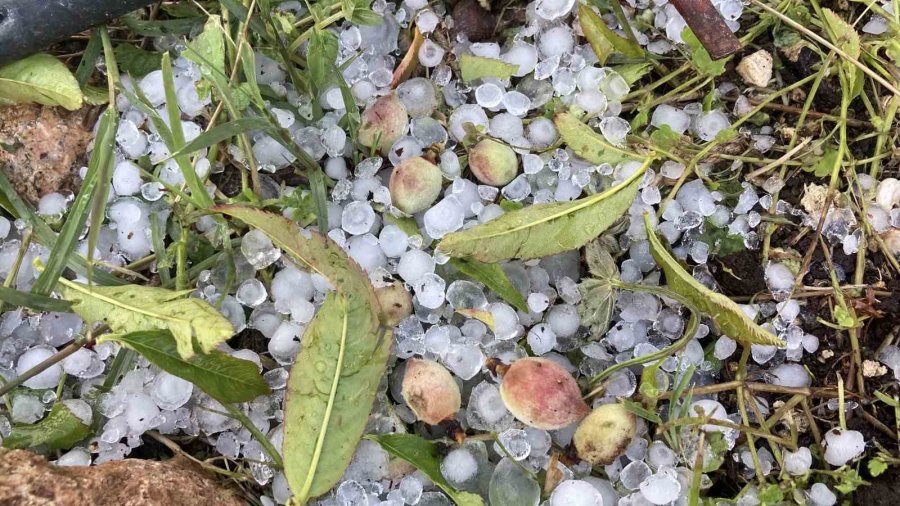 Mersin’de Misket Büyüklüğünde Dolu Etkili Oldu: Orman Ve Bahçeler Beyaza Büründü