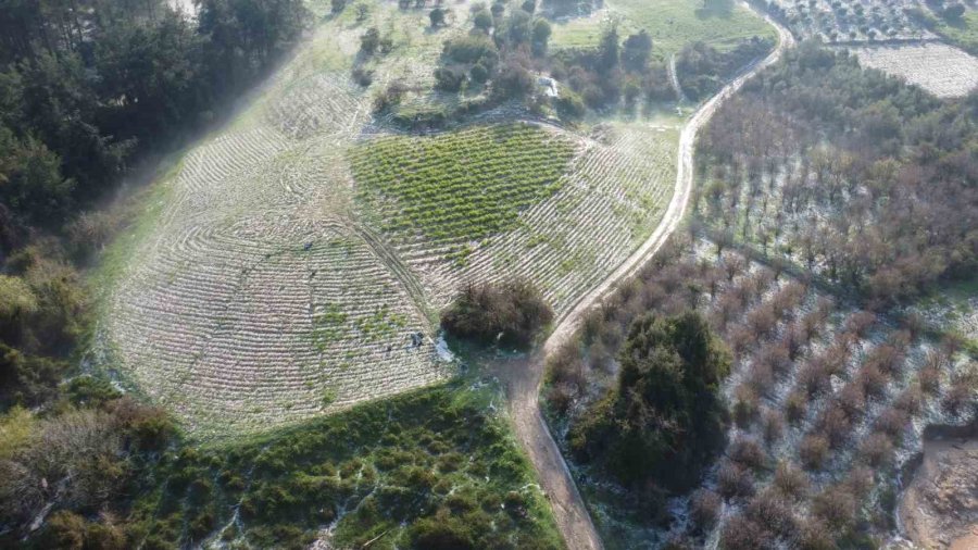 Mersin’de Misket Büyüklüğünde Dolu Etkili Oldu: Orman Ve Bahçeler Beyaza Büründü