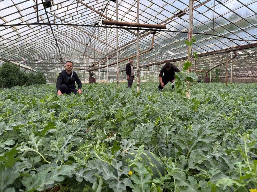 Antalya’da Kış Karpuzu Hasadı İçin Geri Sayım Başladı