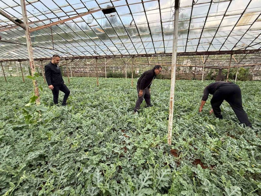 Antalya’da Kış Karpuzu Hasadı İçin Geri Sayım Başladı