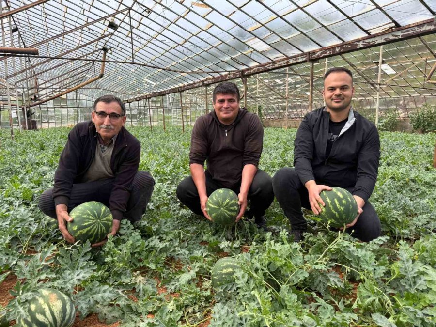 Antalya’da Kış Karpuzu Hasadı İçin Geri Sayım Başladı