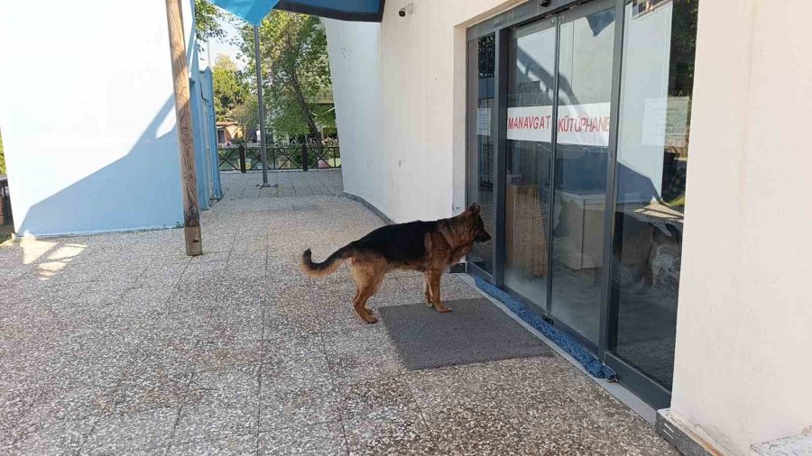 Ukraynalı Kadın Hayatının Şokunu Yaşadı, Kurt Köpeğiyle Dalaşan Kucağındaki Köpeği Parmağını Parçaladı