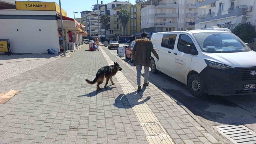 Ukraynalı Kadın Hayatının Şokunu Yaşadı, Kurt Köpeğiyle Dalaşan Kucağındaki Köpeği Parmağını Parçaladı
