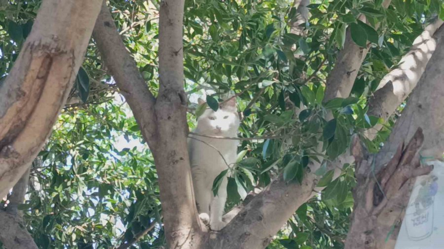 Ukraynalı Kadın Hayatının Şokunu Yaşadı, Kurt Köpeğiyle Dalaşan Kucağındaki Köpeği Parmağını Parçaladı