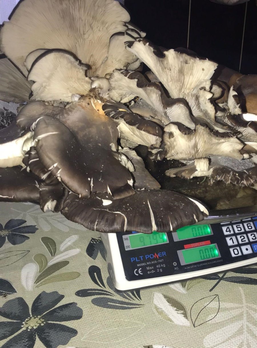 Beyşehir’de Doğada Bulduğu 10 Kiloluk Mantar Şaşırttı