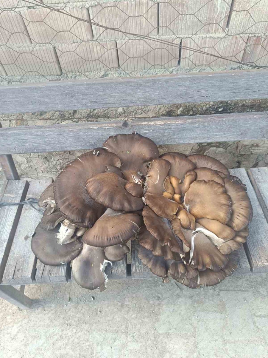 Beyşehir’de Doğada Bulduğu 10 Kiloluk Mantar Şaşırttı