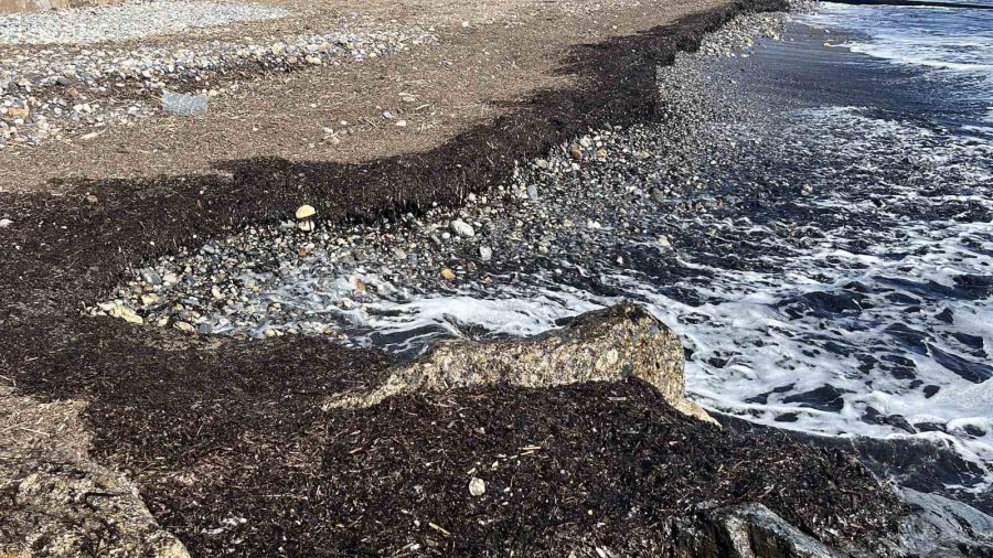 Alanya’da Sahildeki Siyah Tabaka Önce Tedirgin Etti, Gerçek Sonradan Ortaya Çıktı