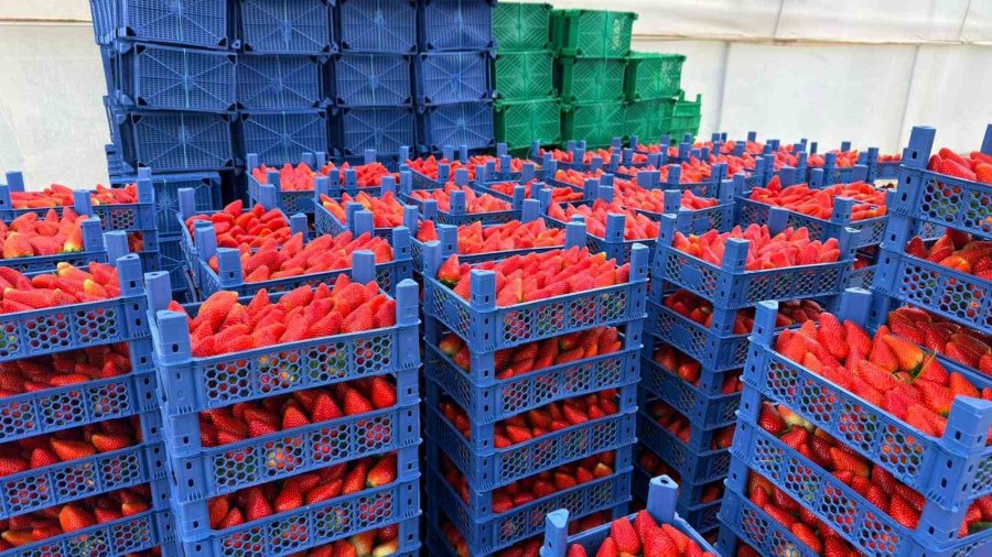 Almanya’da Eğitim Aldı, Türkiye’de "topraksız" Başarıyı Yakaladı: Hedef 100 Ton Çilek