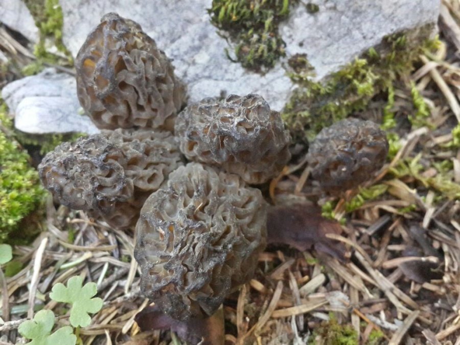 Bin 800 Rakımlı Dağlardan Toplanıp Kilosu Bin 500 Liradan Satılıyor