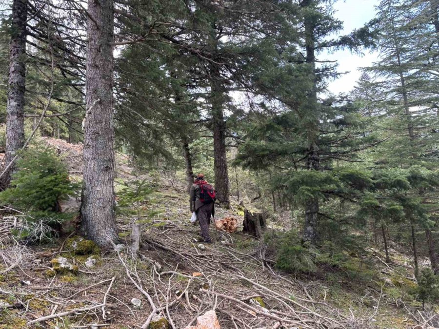 Bin 800 Rakımlı Dağlardan Toplanıp Kilosu Bin 500 Liradan Satılıyor