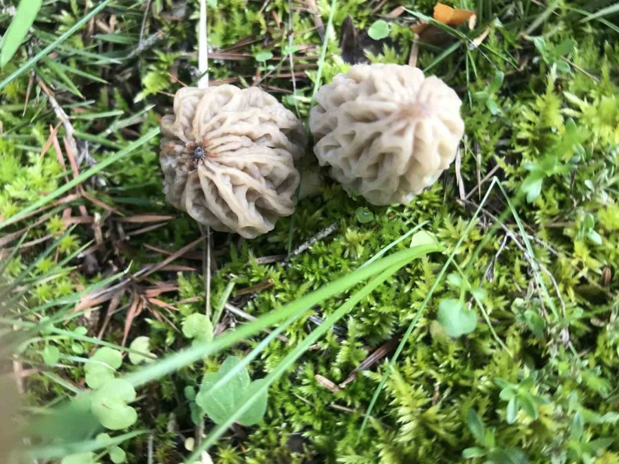 Bin 800 Rakımlı Dağlardan Toplanıp Kilosu Bin 500 Liradan Satılıyor