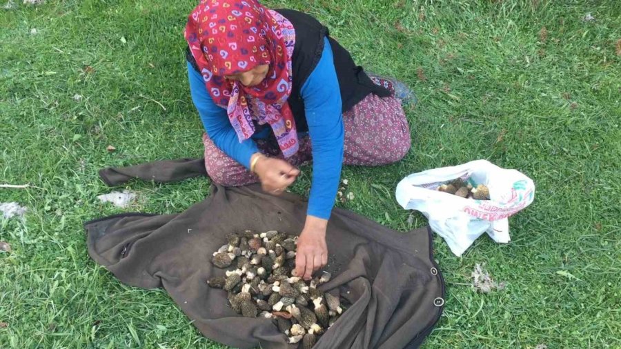 Bin 800 Rakımlı Dağlardan Toplanıp Kilosu Bin 500 Liradan Satılıyor