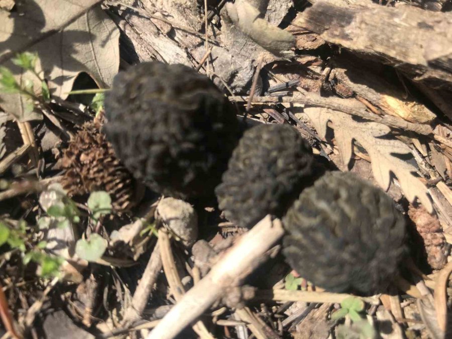 Bin 800 Rakımlı Dağlardan Toplanıp Kilosu Bin 500 Liradan Satılıyor