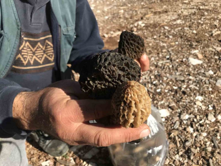 Bin 800 Rakımlı Dağlardan Toplanıp Kilosu Bin 500 Liradan Satılıyor