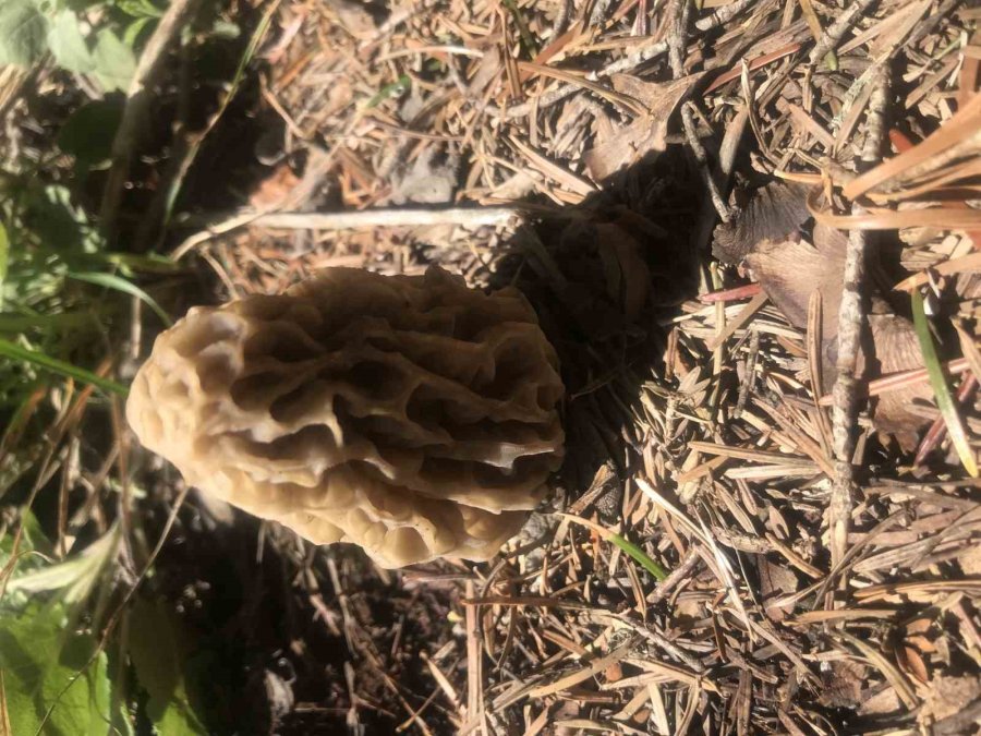 Bin 800 Rakımlı Dağlardan Toplanıp Kilosu Bin 500 Liradan Satılıyor