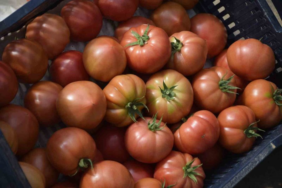 Aksu’da Örtü Altı Tarımda Yıllık Yaklaşık 370 Bin Tonluk Rekoltenin Tamamı Kadın Çiftçilerin Emeğiyle Üretiliyor