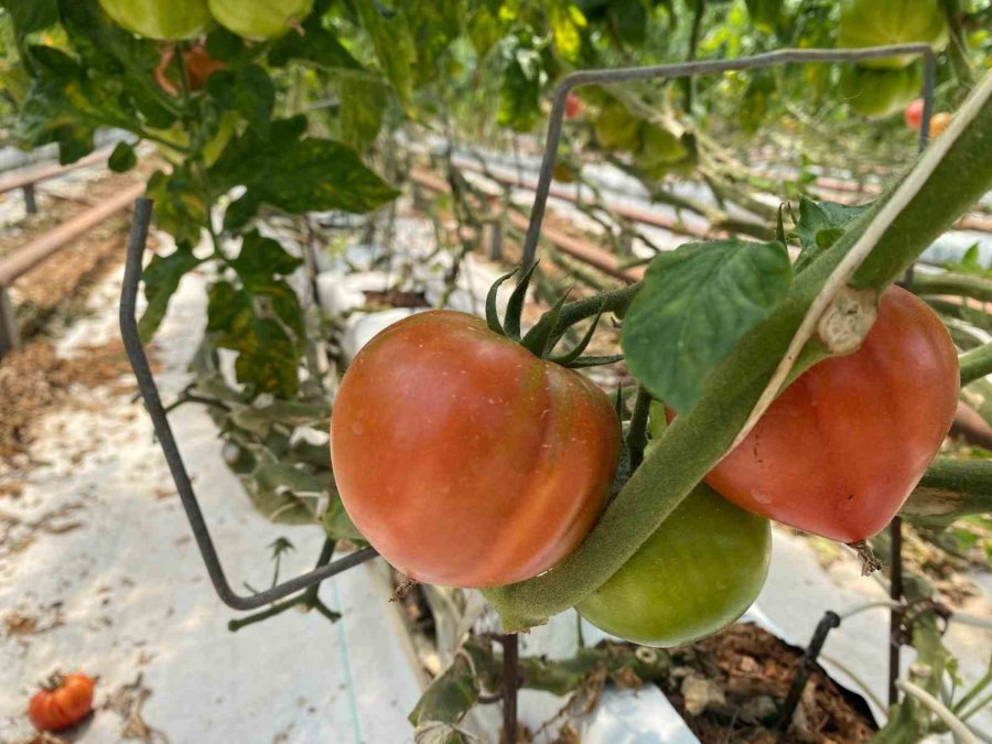 Aksu’da Örtü Altı Tarımda Yıllık Yaklaşık 370 Bin Tonluk Rekoltenin Tamamı Kadın Çiftçilerin Emeğiyle Üretiliyor