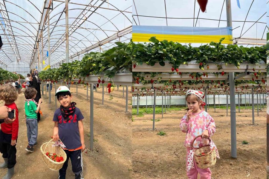 Alkü’lü Minikler Fidan Dikip Çilek Topladı