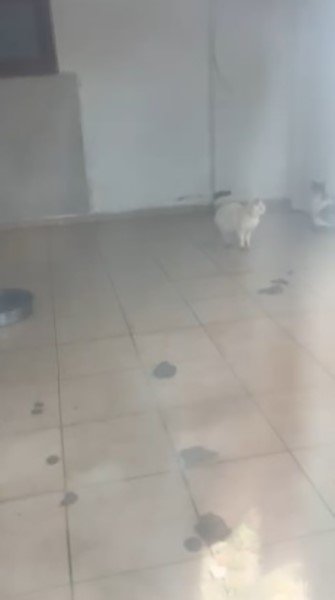 Kötü Şartlarda Evde Tutulan Hayvanlar, Gençlerin Tepkisi Sonrası Kurtarıldı