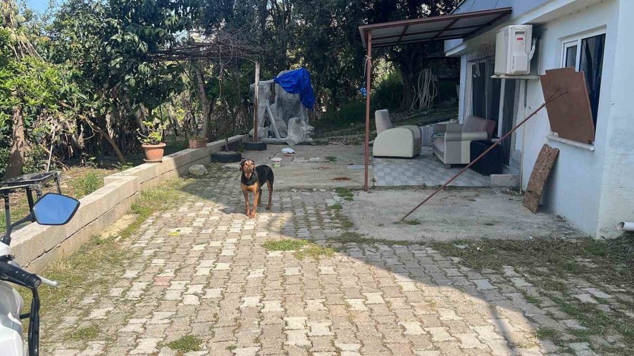 Kötü Şartlarda Evde Tutulan Hayvanlar, Gençlerin Tepkisi Sonrası Kurtarıldı